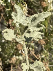 Malacothamnus densiflorus