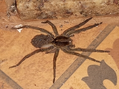 Lycosinae