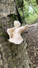 Pleurotus ostreatus