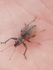 Naupactus versatilis