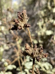 Malacothamnus densiflorus
