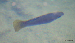 Poeciliidae
