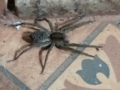 Lycosinae