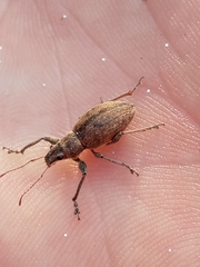 Naupactus versatilis