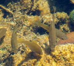 Poeciliidae