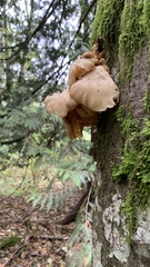 Pleurotus ostreatus
