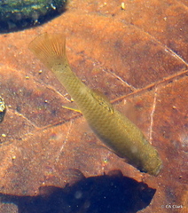 Poeciliidae