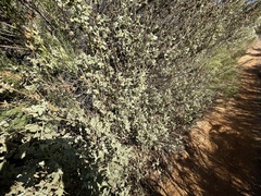 Malacothamnus densiflorus