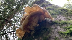 Pleurotus ostreatus