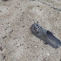 Leiocephalus personatus