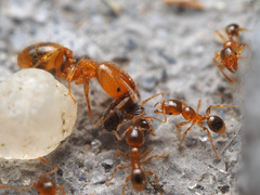 Pheidole tysoni