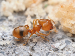 Pheidole tysoni