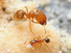 Pheidole tysoni