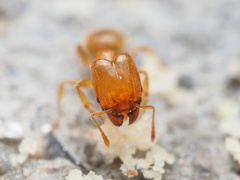 Pheidole tysoni