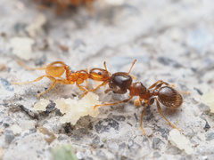 Pheidole tysoni