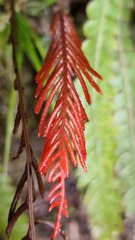 Blechnum chambersii