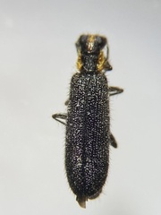 Pyticeroides laticornis