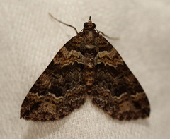 Crasilogia gressitti