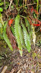 Blechnum chambersii