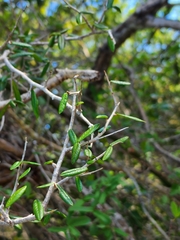 Henoonia myrtifolia