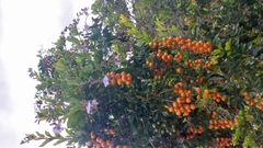 Duranta erecta