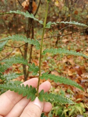 Dryopteris cristata