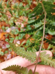Dryopteris cristata