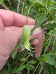 Billardiera scandens