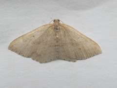 Epicyme rubropunctaria