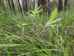 Billardiera scandens