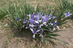 Iris lactea biglumis