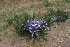 Iris lactea biglumis