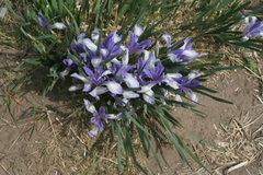 Iris lactea biglumis