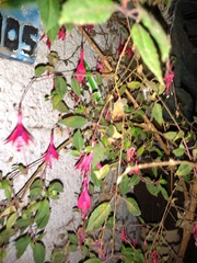 Fuchsia