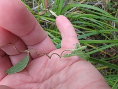 Billardiera scandens