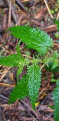 Urtica incisa