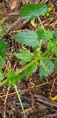 Urtica incisa