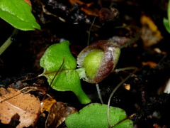Corybas walliae