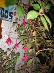 Fuchsia