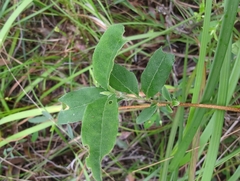Billardiera scandens