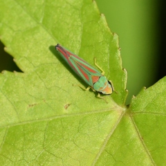 Graphocephala fennahi