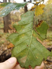 Quercus bicolor