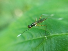 Rainieria