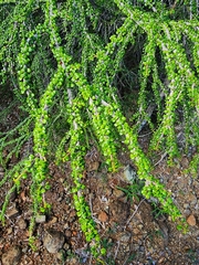 Erythroxylum minutifolium