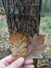 Quercus bicolor