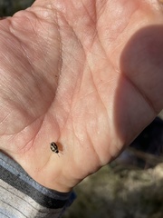 Pentatomoidea
