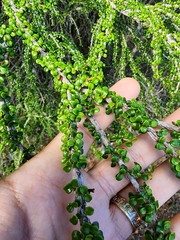 Erythroxylum minutifolium
