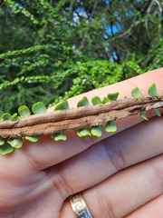 Erythroxylum minutifolium