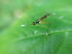 Rainieria