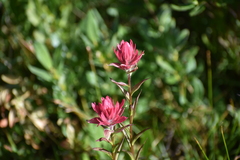 Castilleja miniata miniata